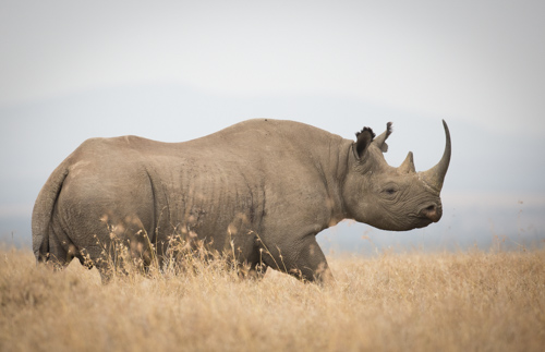 private tour example 49