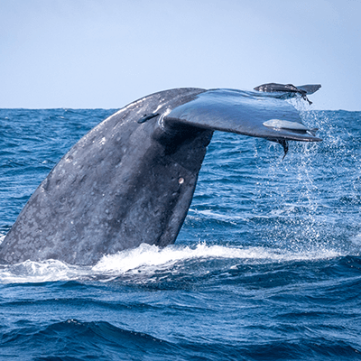 blue whale in sri lanka