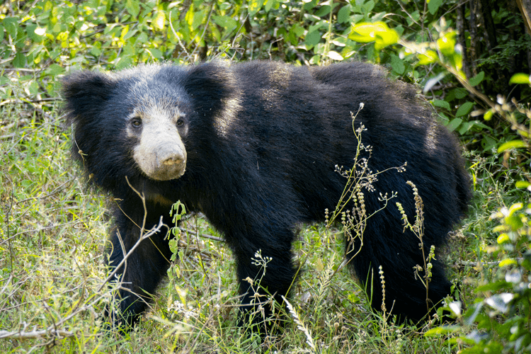 sri_lanka_india photo tour example 5