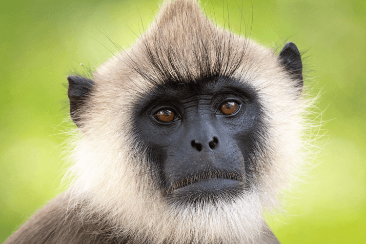 sri_lanka_india photo tour example 7