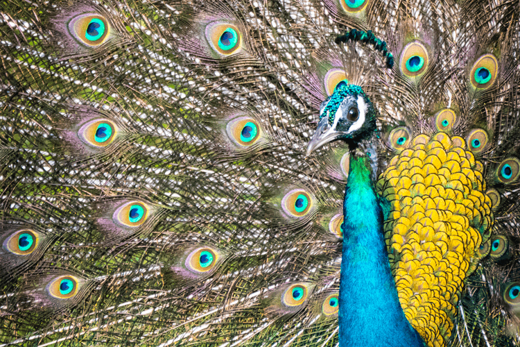 sri_lanka_india photo tour example 8