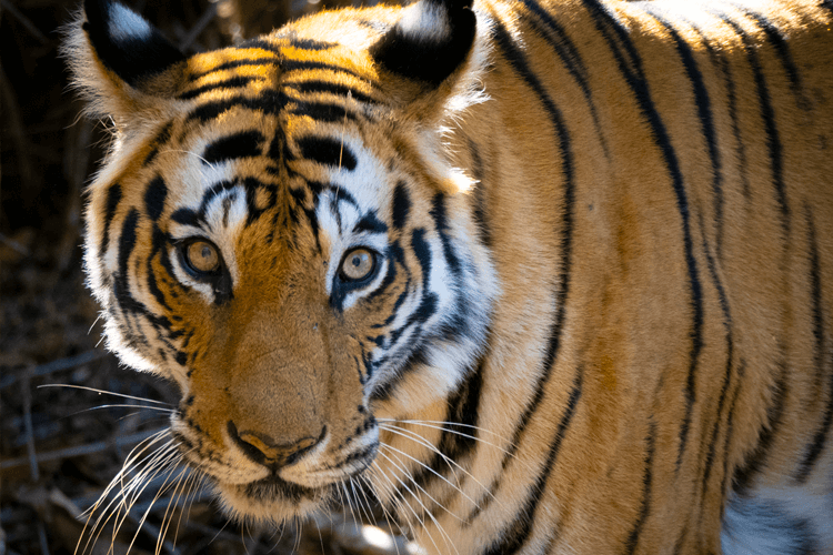 sri_lanka_india photo tour example 11