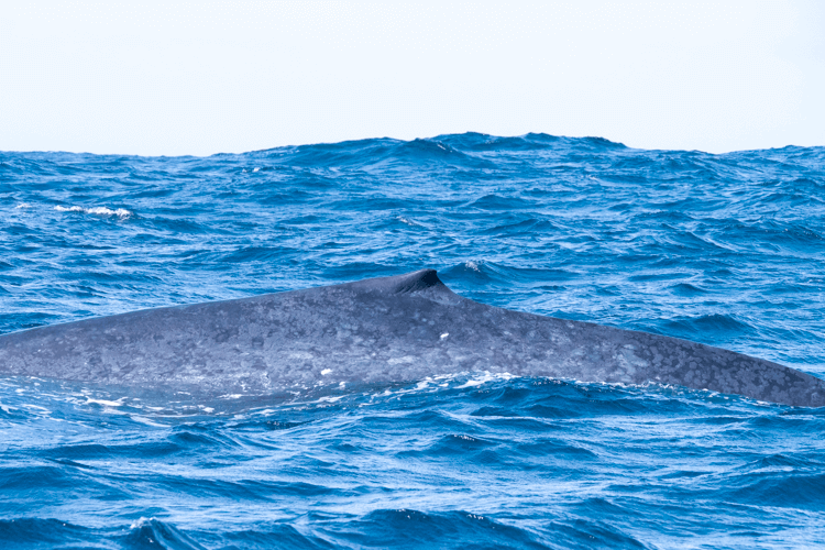 sri_lanka_india photo tour example 12