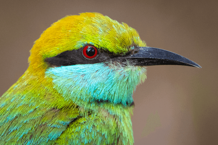 sri_lanka_india photo tour example 14