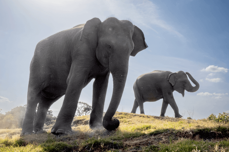 sri_lanka_india photo tour example 16