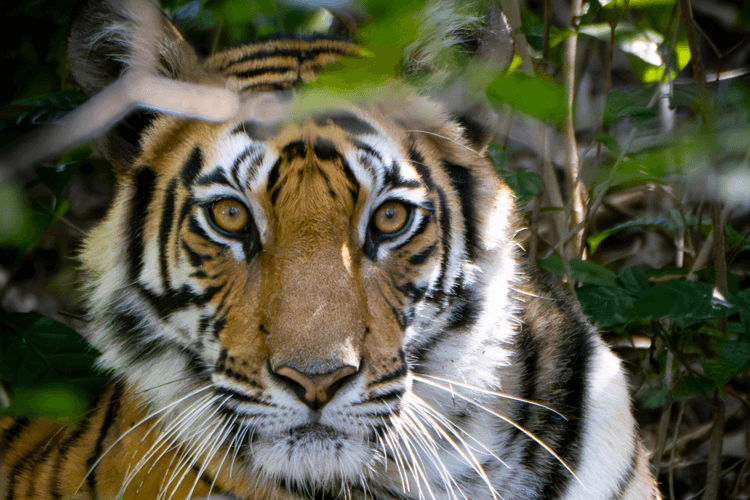 sri_lanka_india photo tour example 18