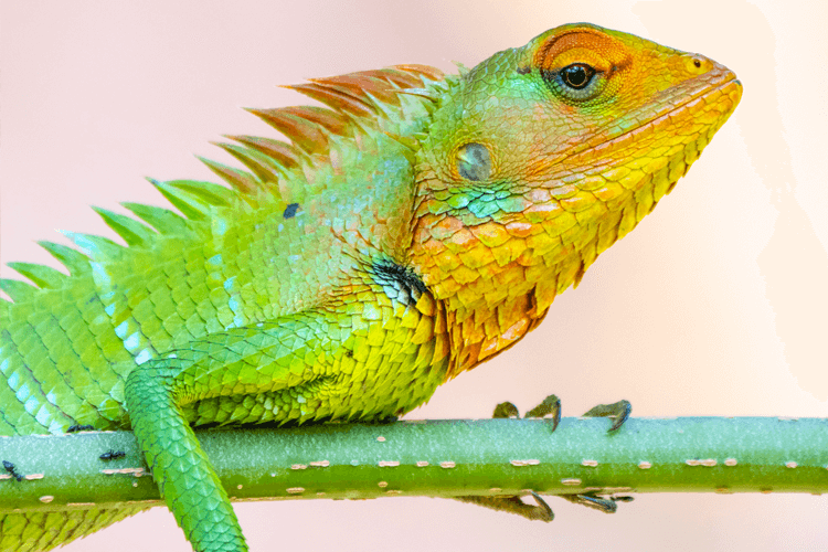 sri_lanka_india photo tour example 20