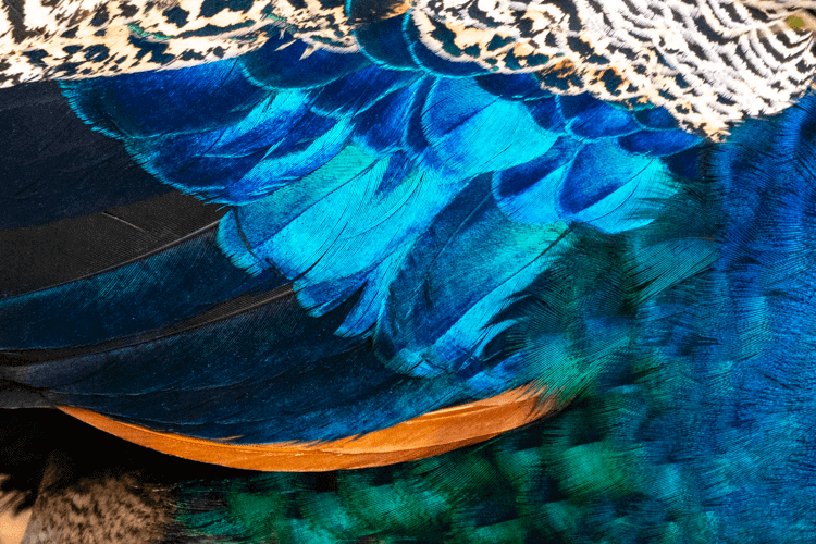 sri_lanka_india photo tour example 22