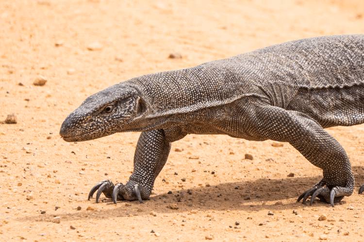 sri_lanka_india photo tour example 23