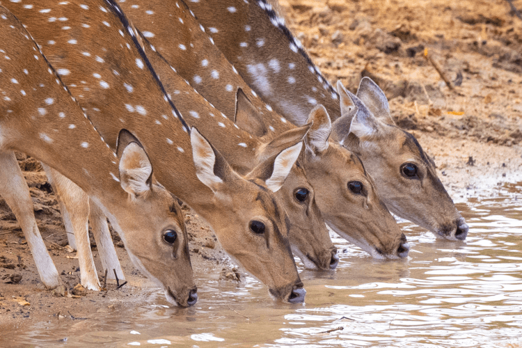sri_lanka_india photo tour example 25