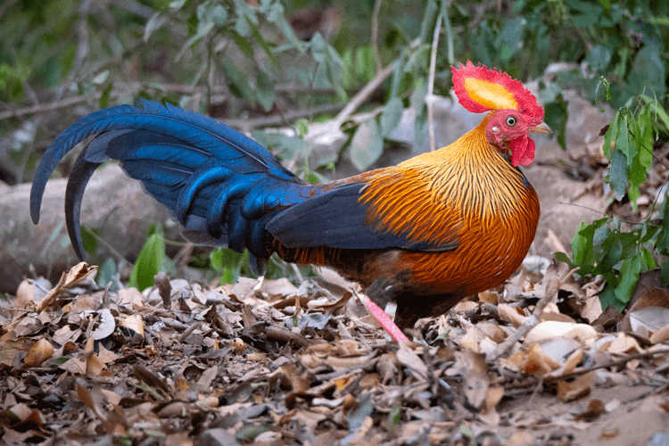 sri_lanka_india photo tour example 26