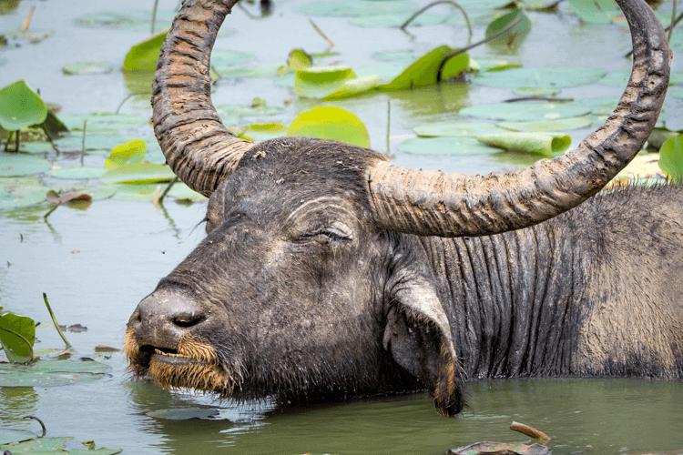 sri_lanka_india photo tour example 30