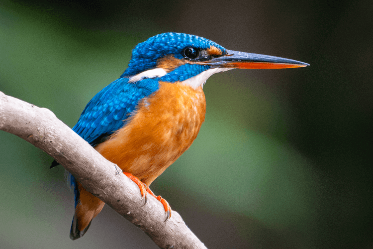 sri_lanka_india photo tour example 31