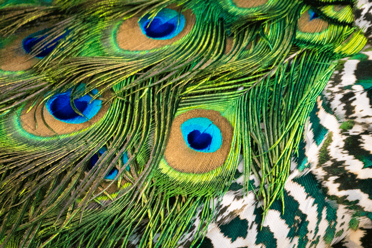 sri_lanka_india photo tour example 33