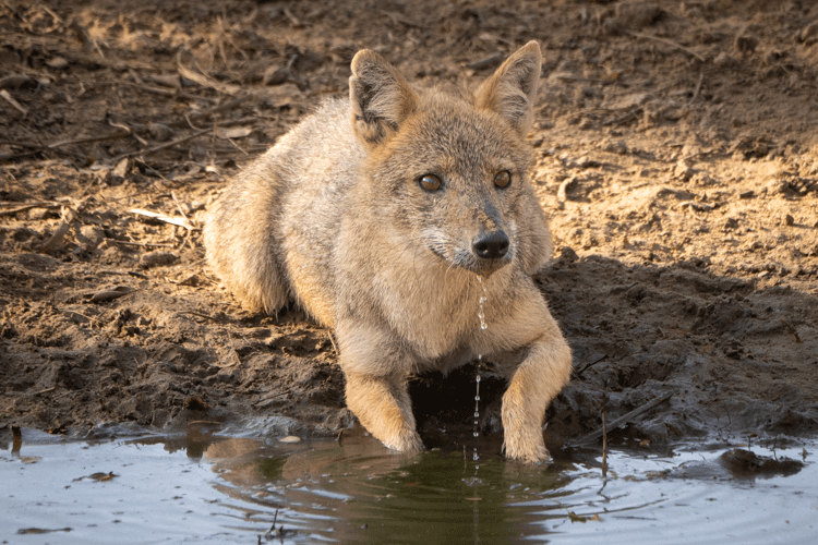 sri_lanka_india photo tour example 34