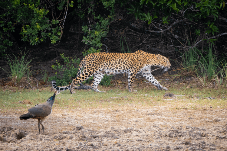sri_lanka_india photo tour example 35