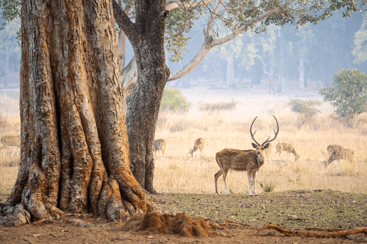 sri_lanka_india photo tour example 40