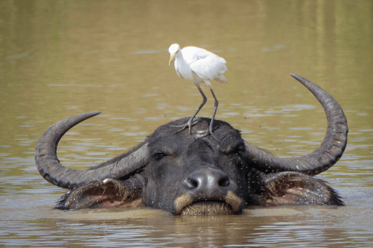 sri_lanka_india photo tour example 43