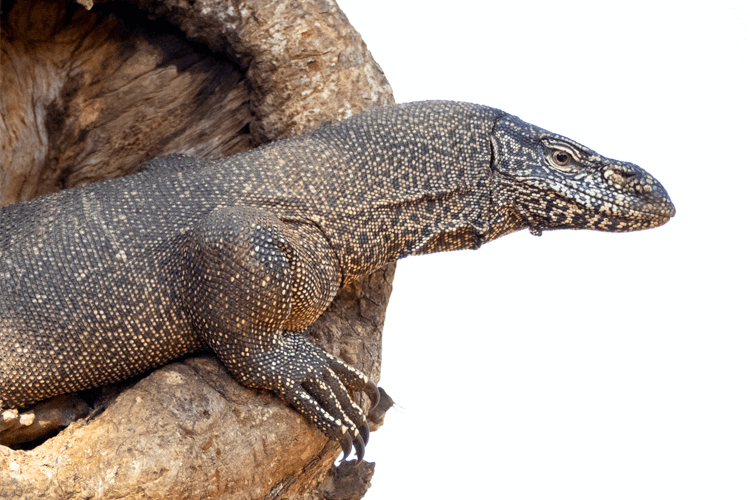 sri_lanka_india photo tour example 44