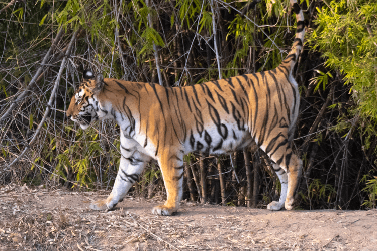 sri_lanka_india photo tour example 46