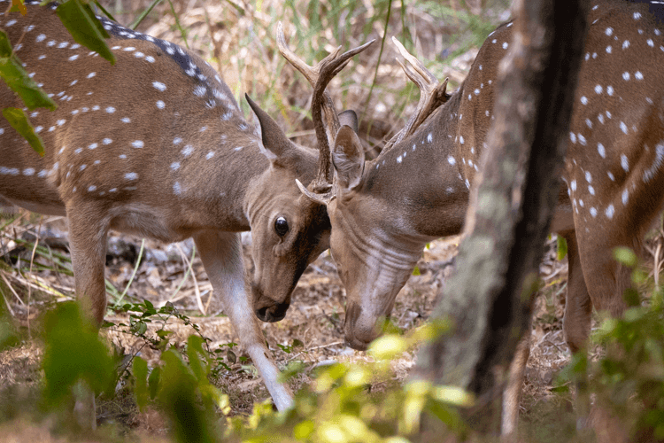 sri_lanka_india photo tour example 48