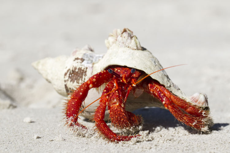 tasmania photo tour example 7