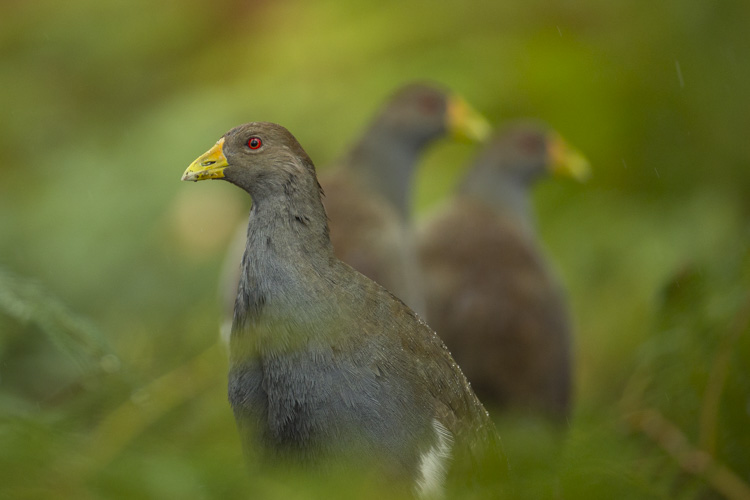 tasmania photo tour example 8