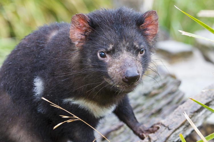 tasmania photo tour example 10