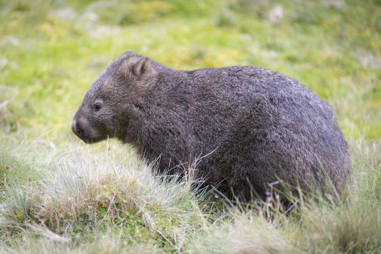 tasmania photo tour example 12