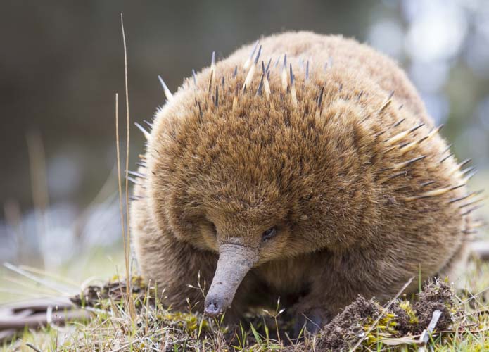 tasmania photo tour example 14