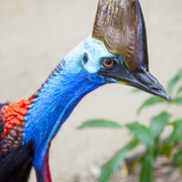 tropical queensland photo tour cassowary