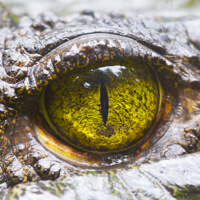 tropical queensland photo tour crocodile eye
