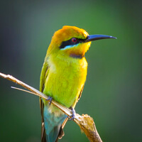 tropical queensland photo tour bea eater bird
