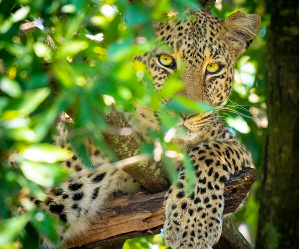 leopard in tree in africa
