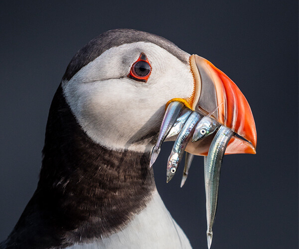 puffin with fish in iceland