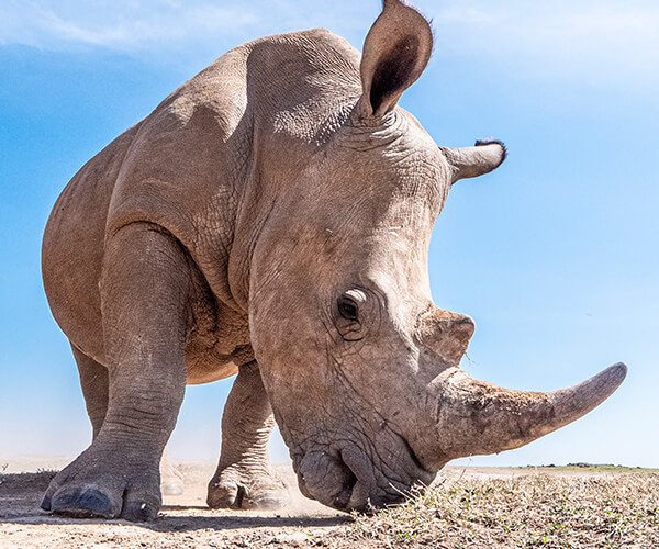 rhino on tour in kenya