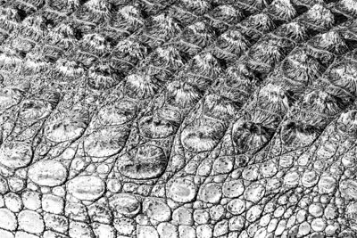 black and white crocodile skin