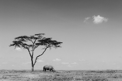 black and white rhino tree