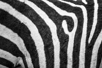 black and white zebra skin pattern
