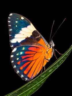macro butterfly gh5