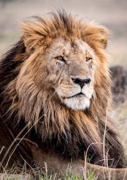 lion male gh5
