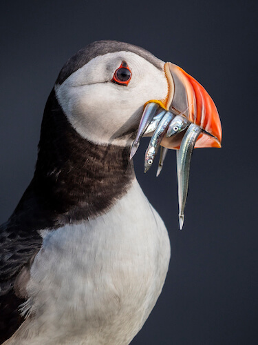 puffin with fish full size gh5