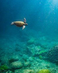 underwater gh5 turtle galapagos