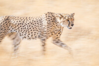 panning cheetah