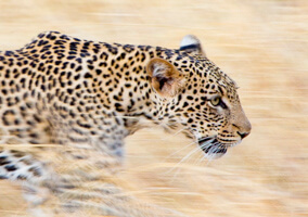 panning leopard