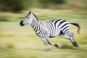 panning zebra
